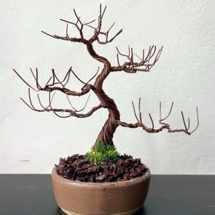 Juniper Shohin I.