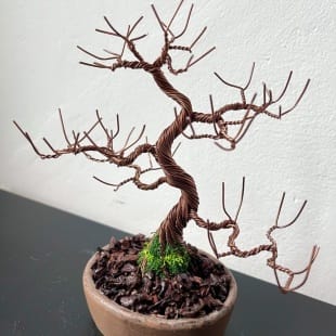 Juniper Shohin I.