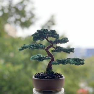 Juniper Shohin I.