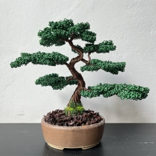 Juniper Shohin I.