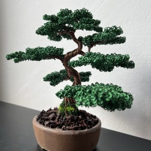 Juniper Shohin I.