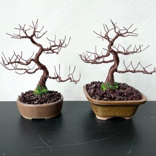 Juniper Shohin II.