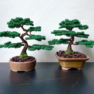 Juniper Shohin II.