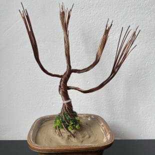 Juniper Shohin II.