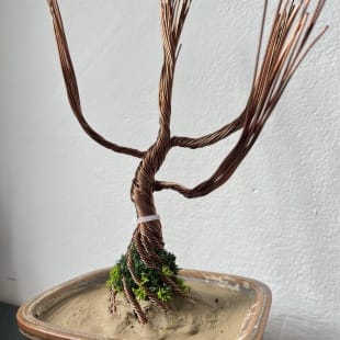 Juniper Shohin II.