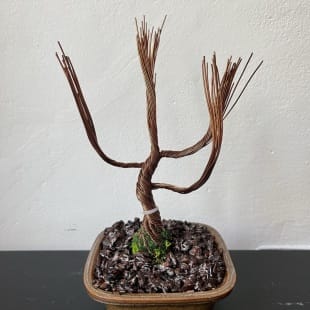 Juniper Shohin II.