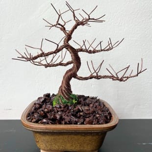 Juniper Shohin II.