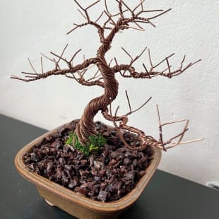 Juniper Shohin II.