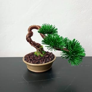 Pine Shohin II.