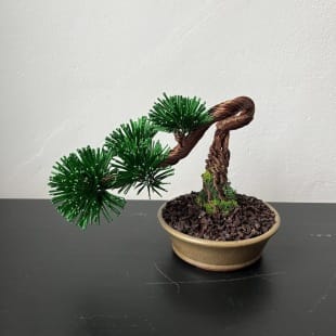 Pine Shohin II.