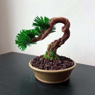 Pine Shohin II.