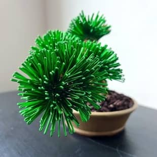 Pine Shohin II.