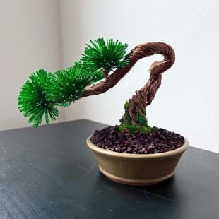 Pine Shohin II.