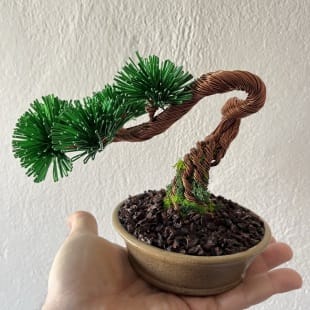 Pine Shohin II.