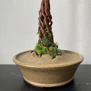 Pine Shohin II.