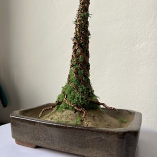 Pine Shohin III.