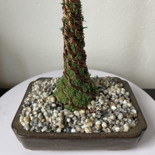 Pine Shohin III.