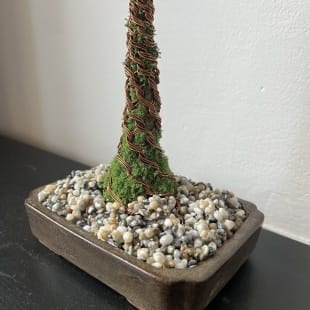 Pine Shohin III.