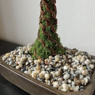 Pine Shohin III.