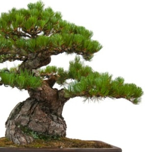 Live Pine