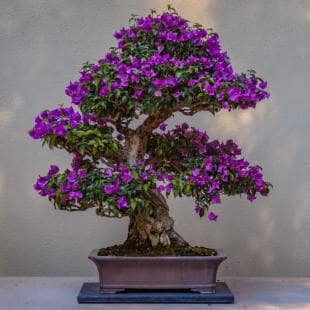 Live Purple Bougainvillea