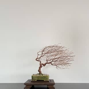 Shohin-Gravel-In-The-Wind_09