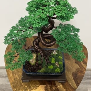 Zelkova II.