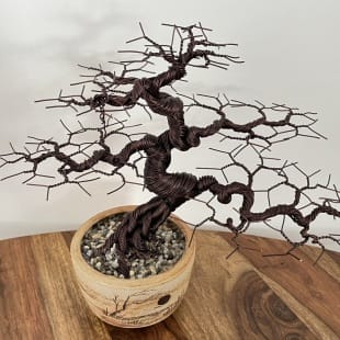 Zelkova III.