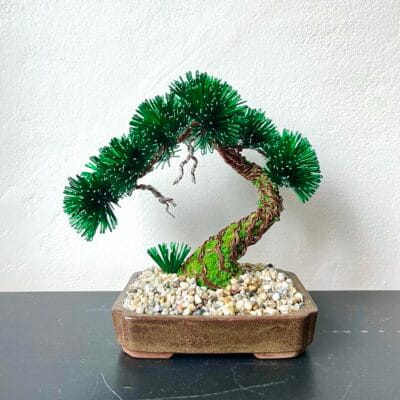 Pine Shohin III.