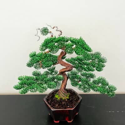 Shohin Bark I