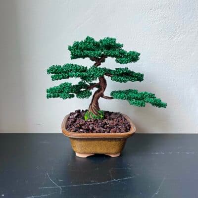 Juniper Shohin II.