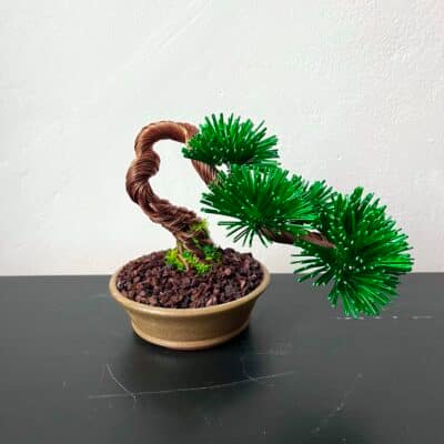 Pine Shohin II.