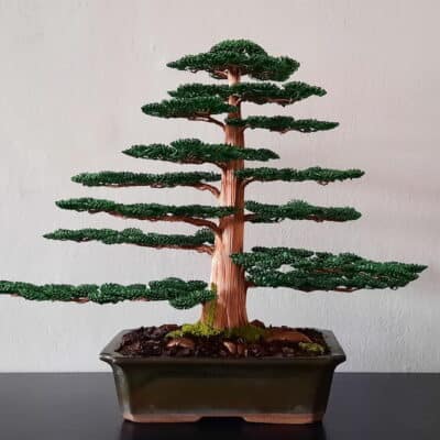 Cedar